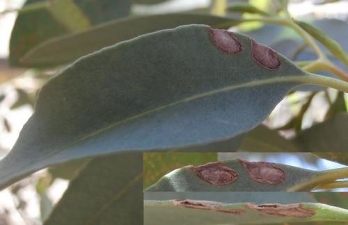 Phaneroptera nana